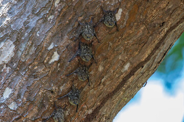Proboscis bats in Costa Rica