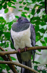The New Zealand Wood Pigeon, Kereru