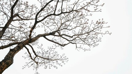 Fototapeta premium Treetop branch against white sky background