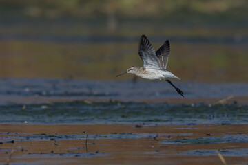 Stilt Sandpiper