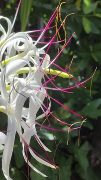 Beautiful Florida native ornamental plant Swamp Lily (Crinum Americanum) have sweet scent which attracts hummingbirds