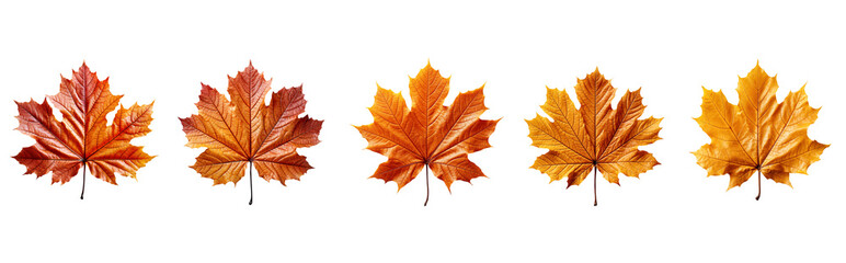 Fototapeta premium Set of autumn maple leaves isolated on transparent background