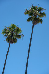 Obraz premium palm trees against blue sky