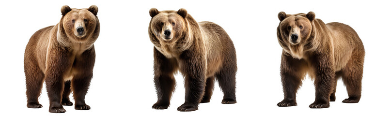 Obraz premium Set of grizzly brown bears isolated on transparent background
