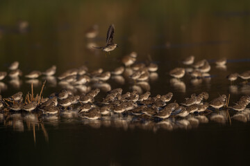 Least Sandpiper, Group