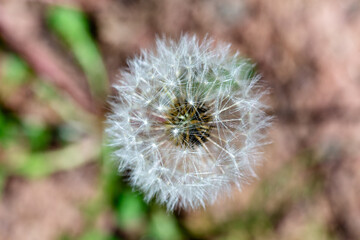dandelion seed head on a summer day, wish