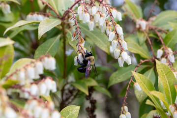 bumble bee on Japanese andromeda flowers