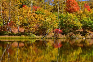 紅葉の乗鞍高原ハイキング