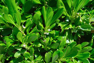 Beach naupaka Scaevola Taccada bright green foliage natural background with glossy leaves and small white flowers , thriving in a lush, sunlit environment. Exotic tropical plant floral texture.
