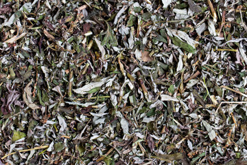 Artemisia ou Artemisia vulgaris