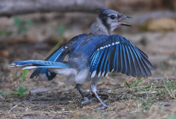 Beautiful Blue Jay