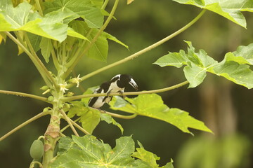 The hooded butcherbird (Cracticus cassicus) is a species of passerine bird in the family Artamidae. It is found in New Guinea. 