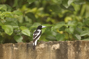 The hooded butcherbird (Cracticus cassicus) is a species of passerine bird in the family Artamidae. It is found in New Guinea. 