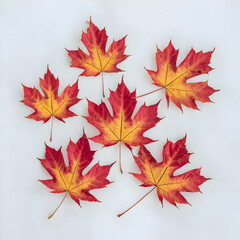Bright red maple leaf on a white background