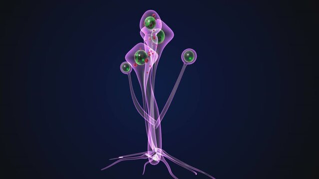 mucor anatomy system. 3d render