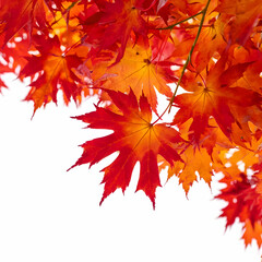 Bright red maple leaf on a white background