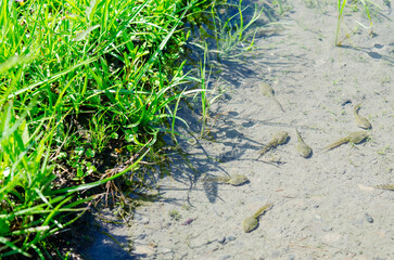 透き通るほど綺麗な水を湛える水田に育つオタマジャクシ