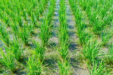 植えられて1ヶ月程度経過した等間隔に植えられている稲