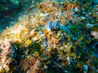 海の岩場で交尾する2匹のアオウミウシ