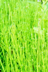 葉の先端に朝露のたくさんついた美しいスギナ、縦