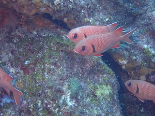 海の岩場を泳ぐ赤い魚のクロオビマツカサ