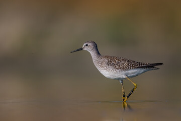 Lesser Yellowlegs