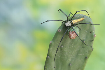 A golden orb-web spider hunts prey in the bushes. This insect has the scientific name Nephila...