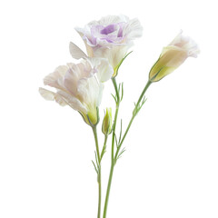 White Lisianthus Flowers isolated on white background