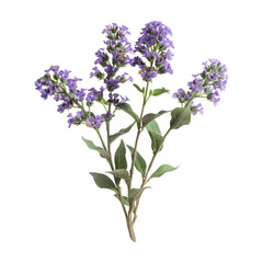 Fototapeta premium Purple Flowers with Green Leaves