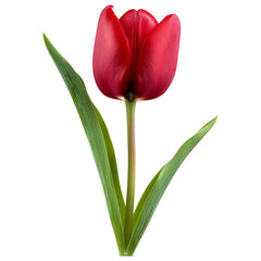 Single Red Tulip Flower isolated on white background