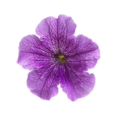 Obraz premium Purple Petunia Flower with Bud