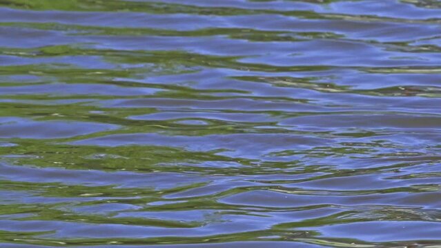 The Fascinating World of the Horned Grebe (Podiceps auritus
