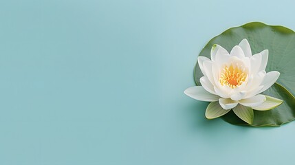 Lotus flower