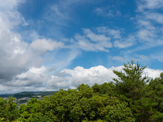 Obraz premium 青空と鮮やかな新緑の木々