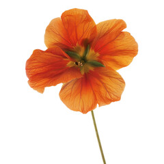 Orange Nasturtium Flower isolated on white background
