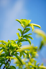 leaves against blue sky