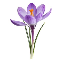 Naklejka premium Purple Crocus Flower with Yellow Center Isolated on White Background