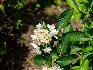 五月山に咲いた白色のガクアジサイ