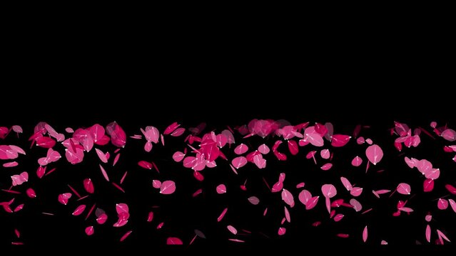 Rose Flowers flying Trails black background, Super slow motion shot of flying red rose petals, Rose Flowers Falling animation background, Flying red rose petals on the black background