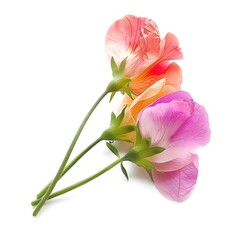 Sweet Pea Isolated on White Background. Beautiful Sweet Pea Flower