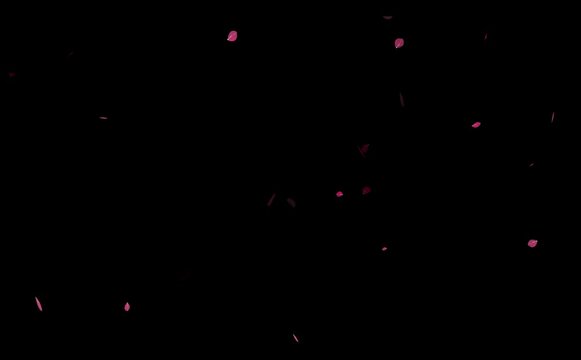 Rose Flowers flying Trails  black background,
Super slow motion shot of flying red rose petals,
Rose Flowers Falling animation background,
Flying red rose petals on the black  background