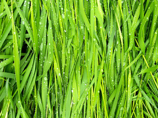 Wet grass after rain. Beautiful green grass leaves texture with rain drops