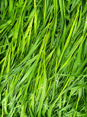 Wet grass after rain. Beautiful green grass leaves texture with rain drops