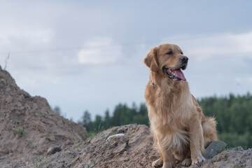 Portrait of a beautiful purebred golden retriever on a walk.