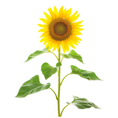 Fototapeta premium Single Sunflower with Green Leaves isolated on white background