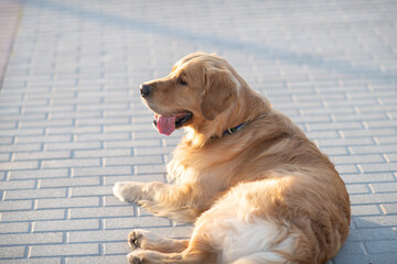 Portrait of a beautiful purebred golden retriever on a walk.