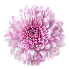 Pink Chrysanthemum Flower Close-Up