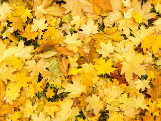 Background of wet fallen yellow, green and brown maple leaves