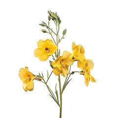 Obraz premium Yellow Wallflower Isolated on White Background. Beautiful Wallflower Flower