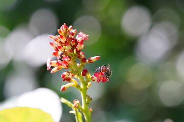 Anthophila found in the forest.